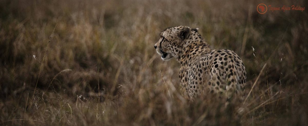 Serengeti National Park Tours: What to Expect & How to Book