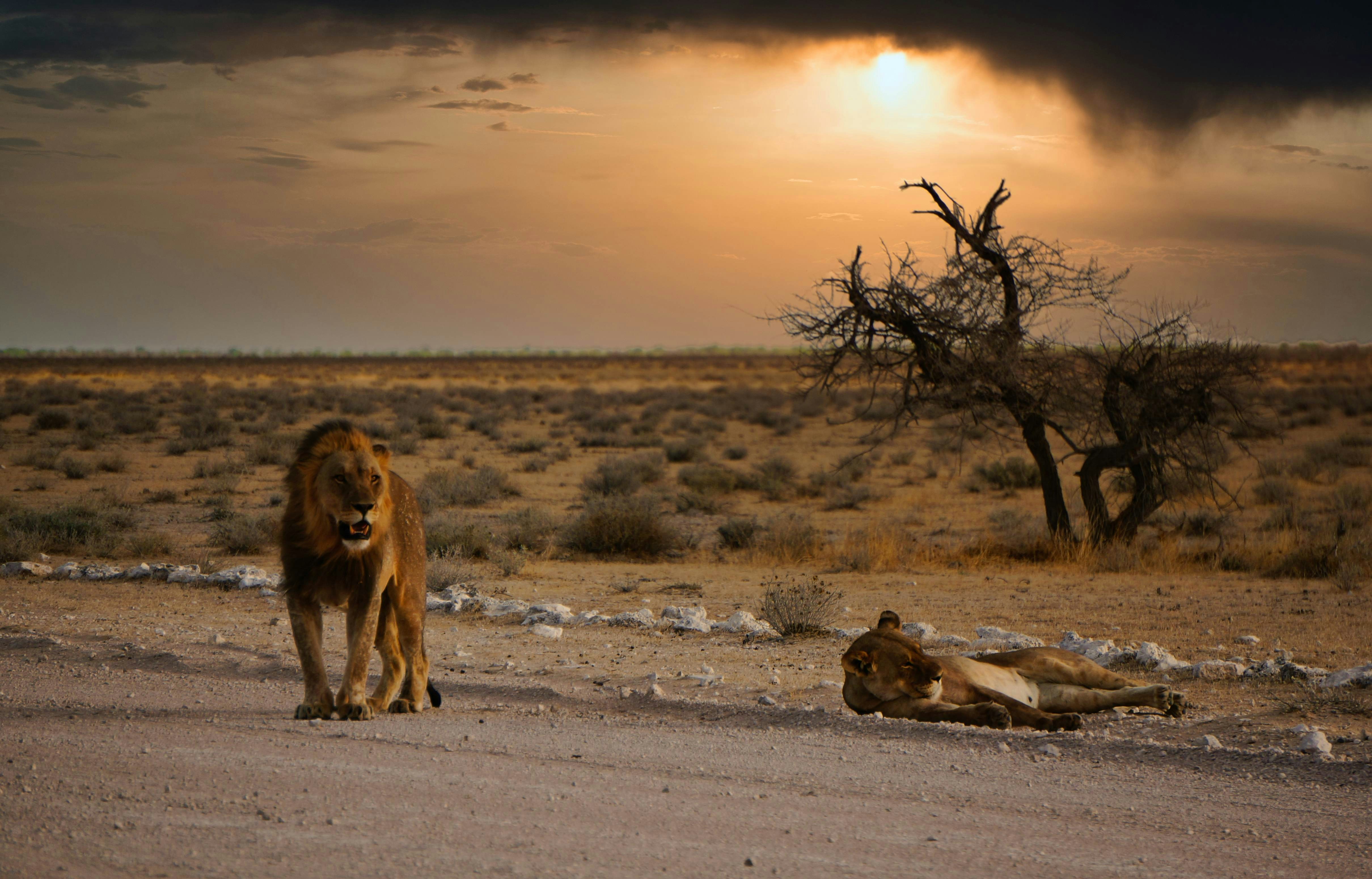 Namibia Safari: Etosha, Sossusvlei & Complete Planning Guide
