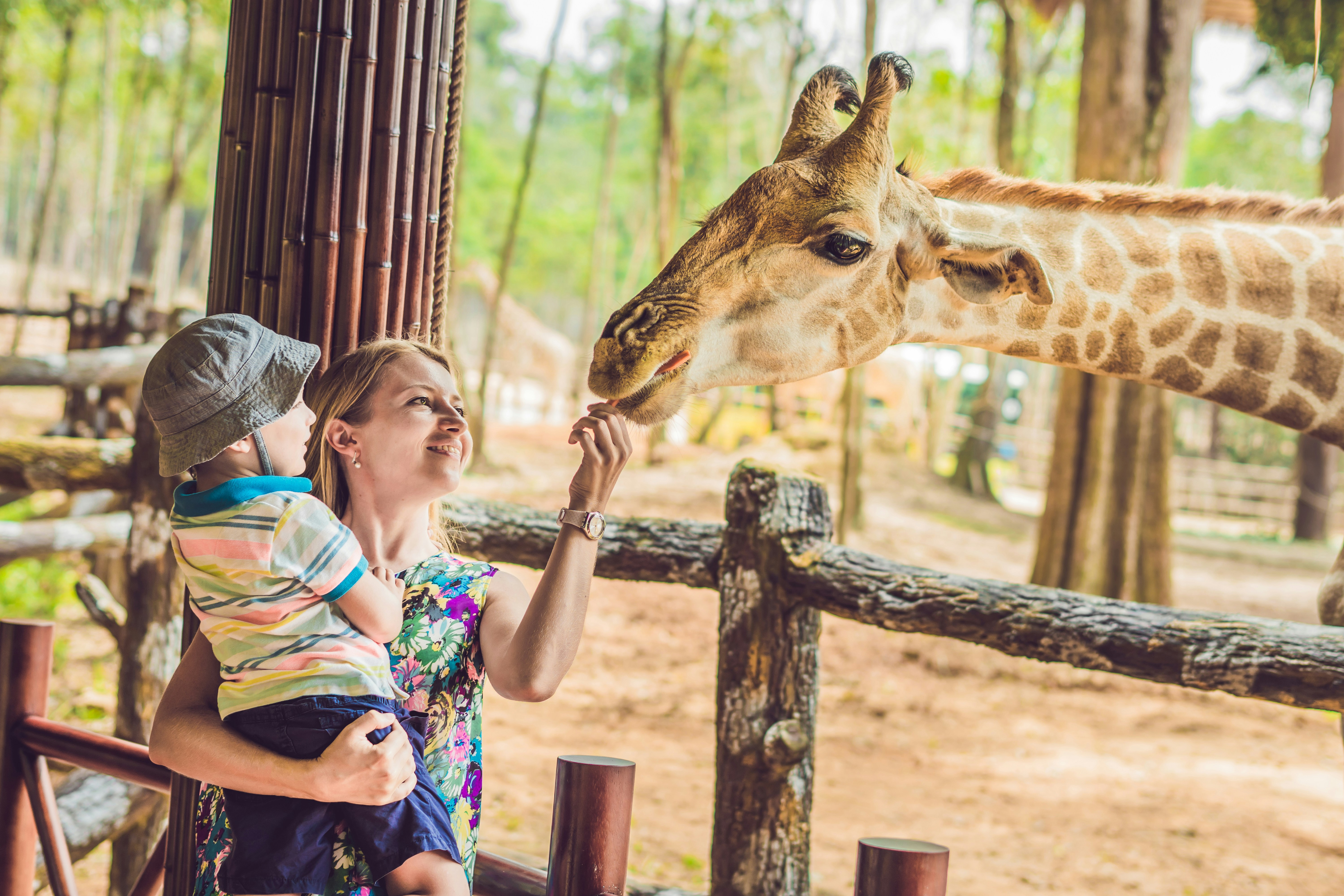 Feeding giraffes at the Giraffe Centre Nairobi Kenya