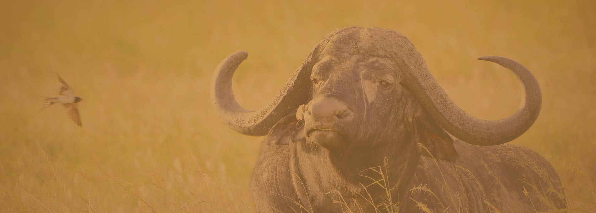 3-Day Tazama Amboseli Safari