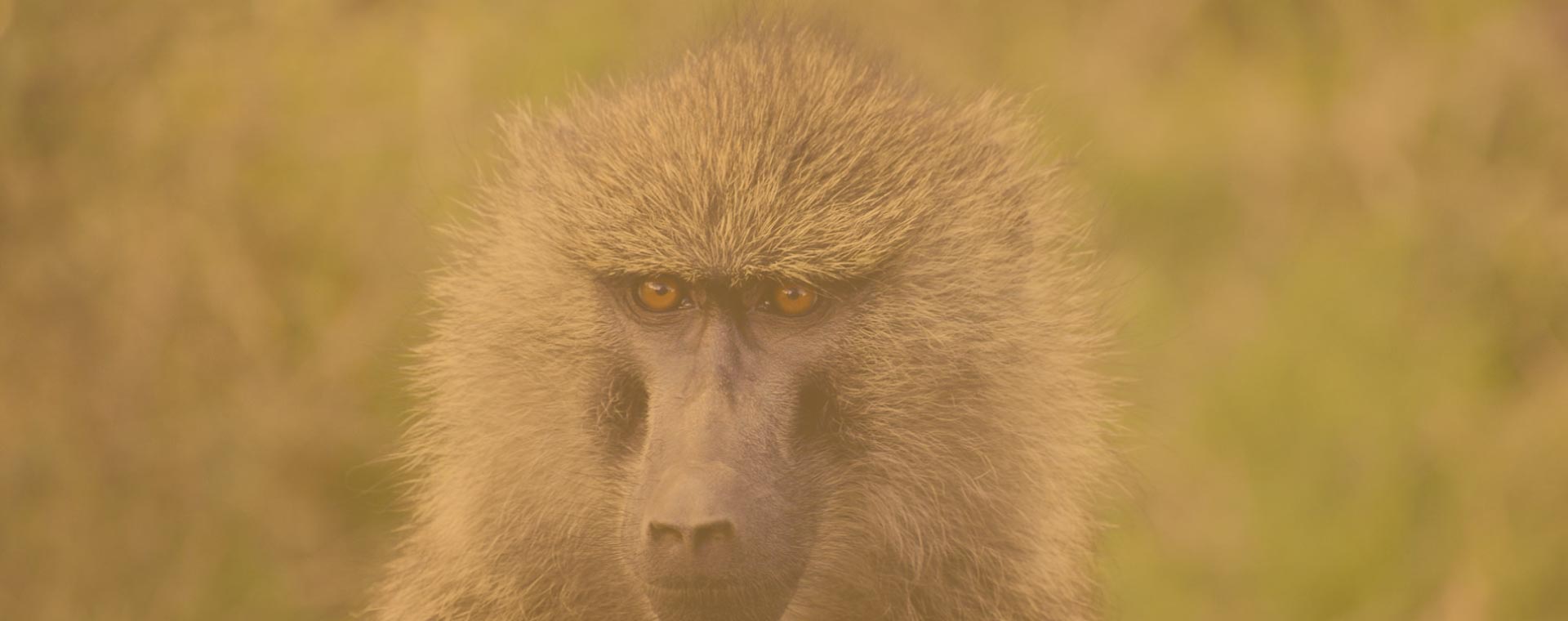 5 Day Aberdare Lake Nakuru Mara Safari