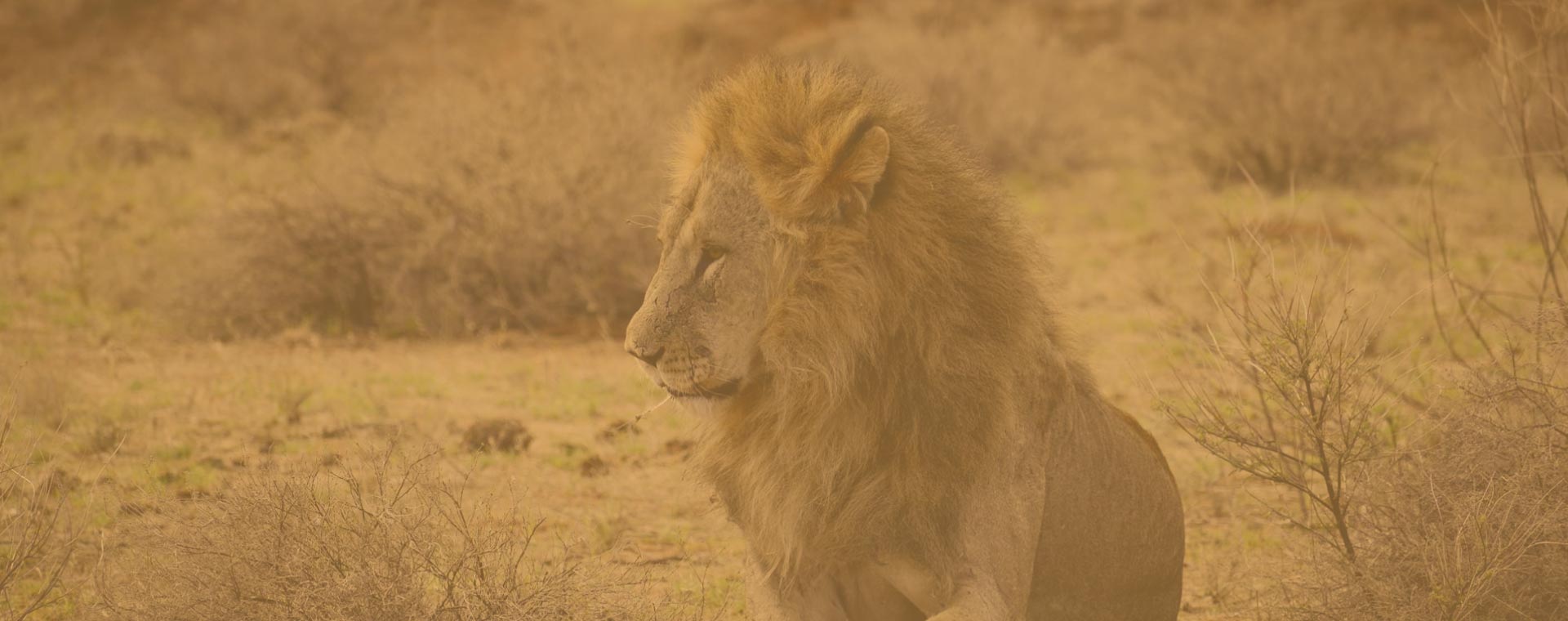 9 Days Migration Safari July to October