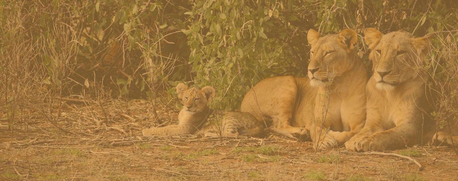 5-Day Samburu Mara Tazama Flying Package