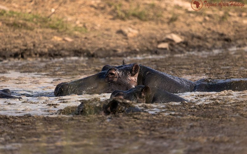 Wildlife photographer capturing animals on an African safari