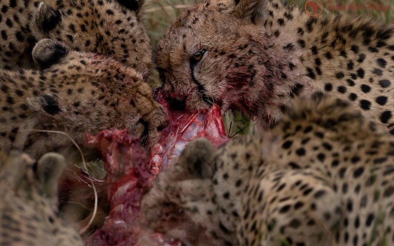 The Ultimate Guide to Planning Your First African Safari