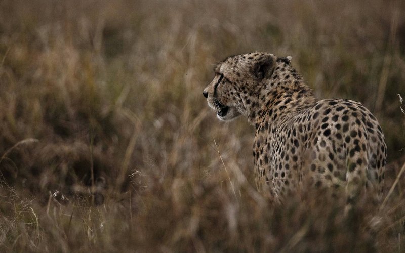 Serengeti National Park Tanzania vast plains and wildlife