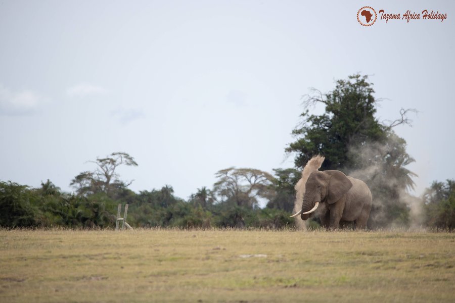 Maasai Mara wildlife and culture