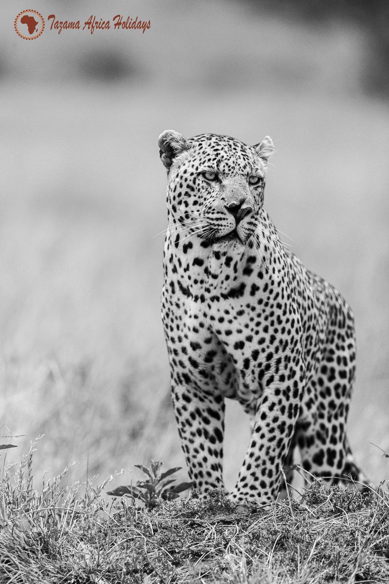 African Safari Wildlife