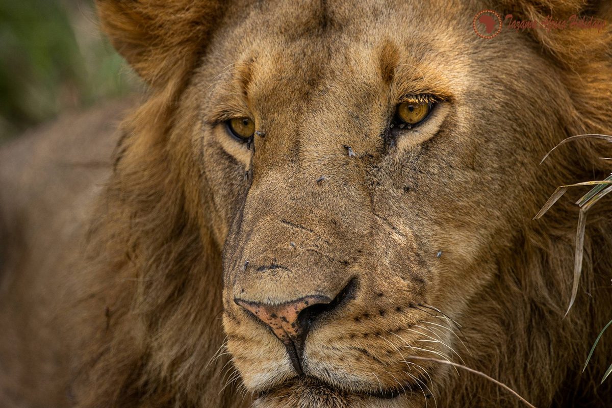 Nairobi National Park safari