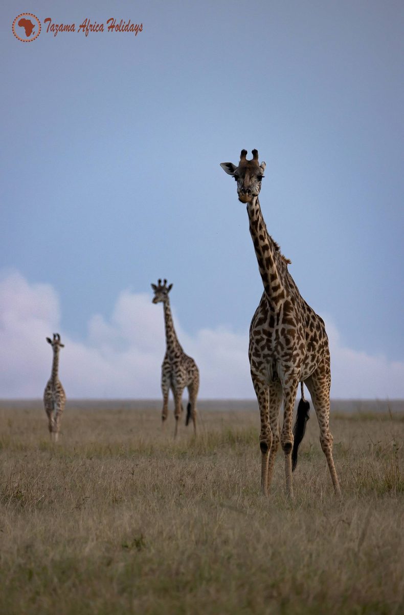 African Safari Moment