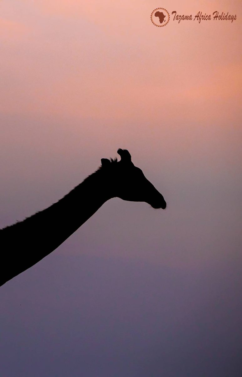 Safari Journey