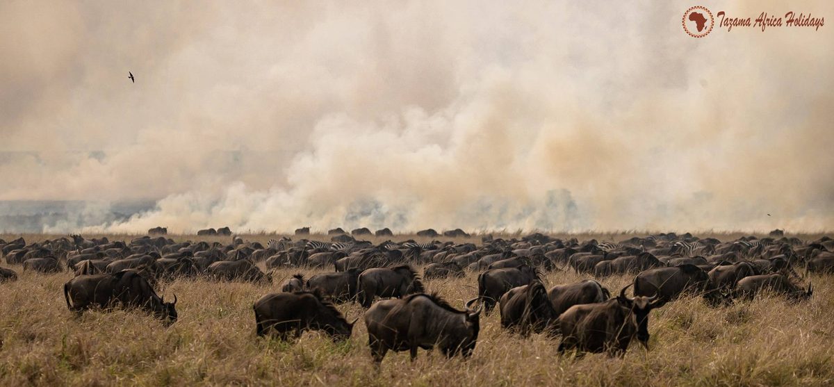 Mount Kenya National Park & Reserve safari