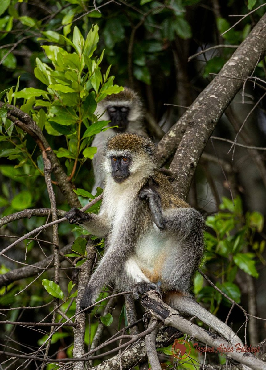 Safari Discovery