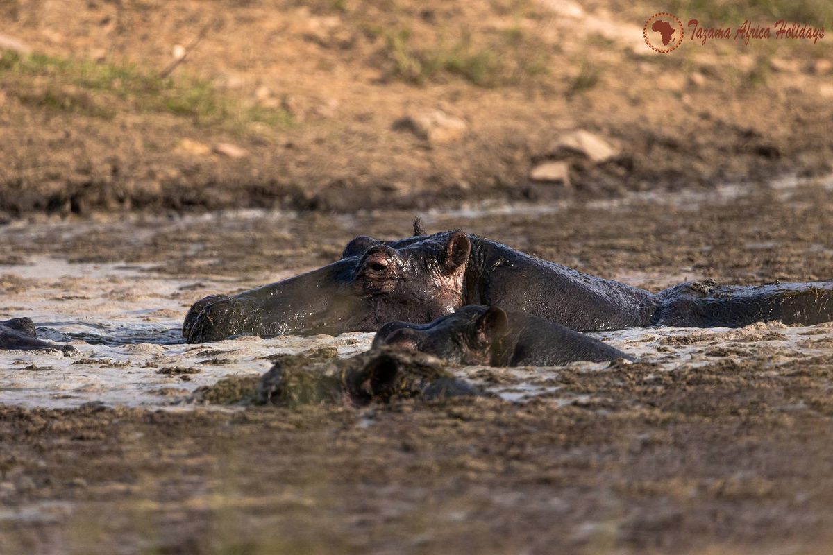 Tsavo East National Park safari