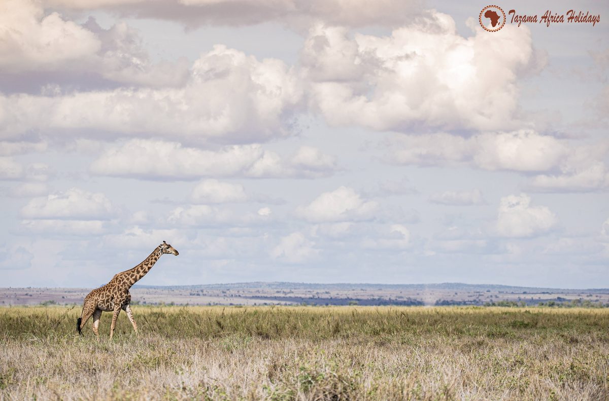 Ol Pejeta Conservancy safari