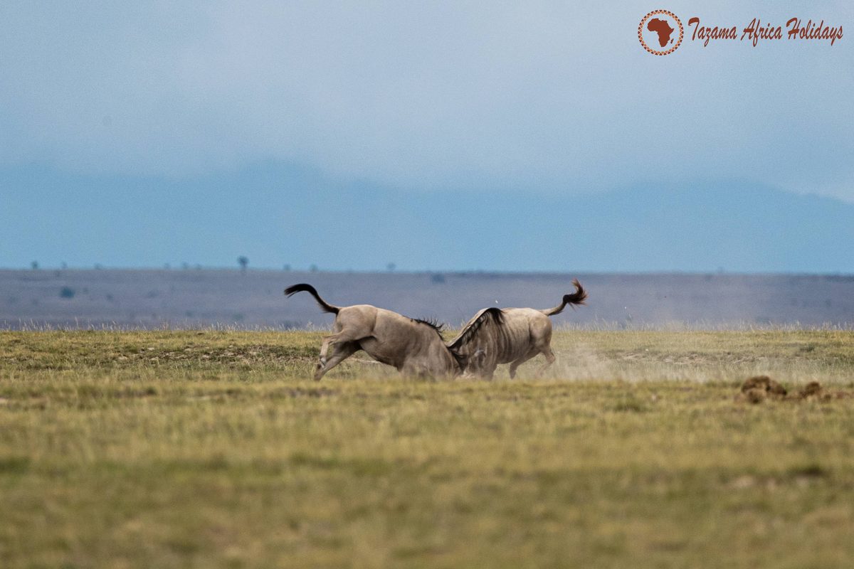 Things to do in Nairobi Kenya