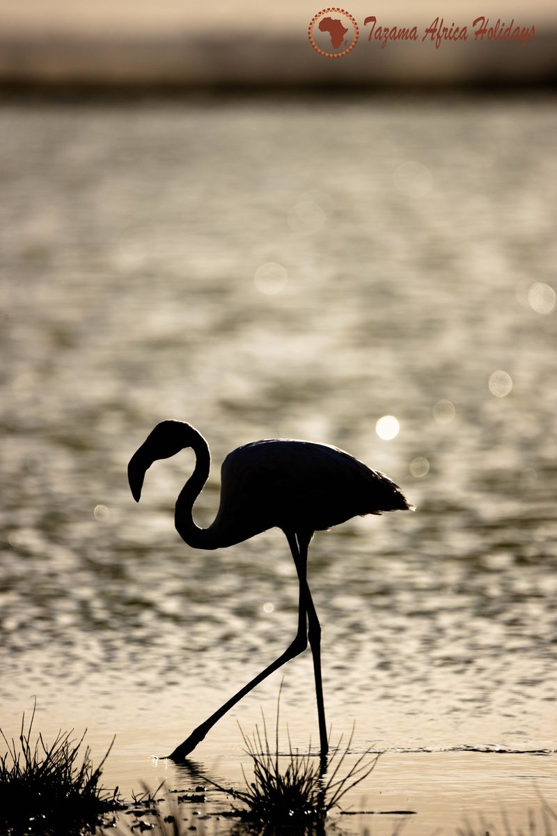 Kenya Nature Safari