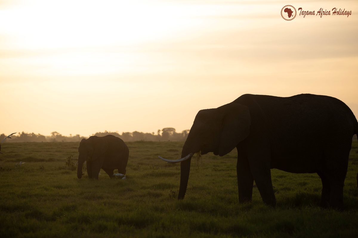 Lake Manyara National Park safari