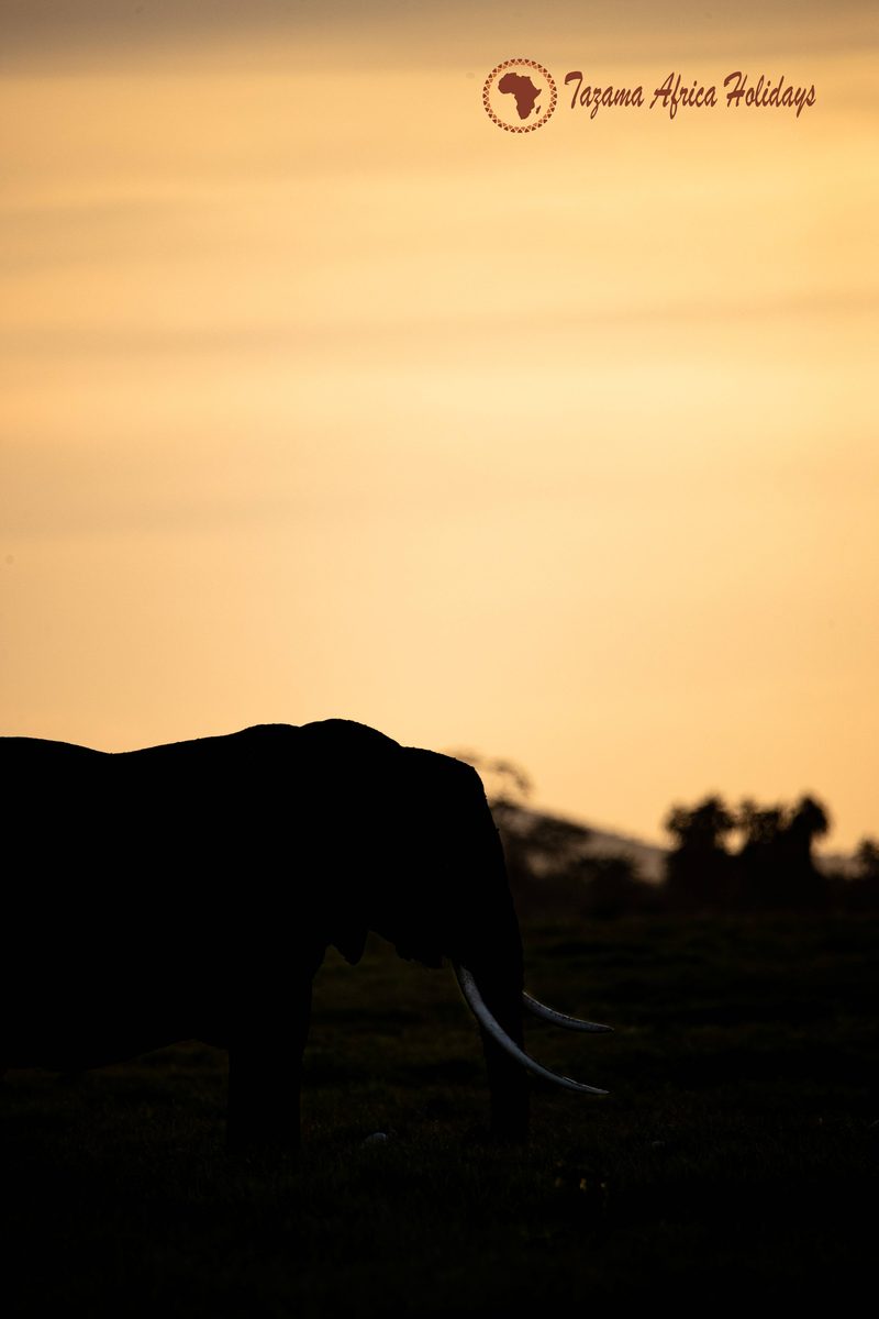 African Safari Portrait