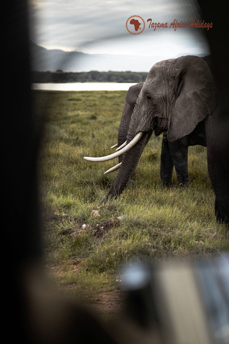 East Africa Safari