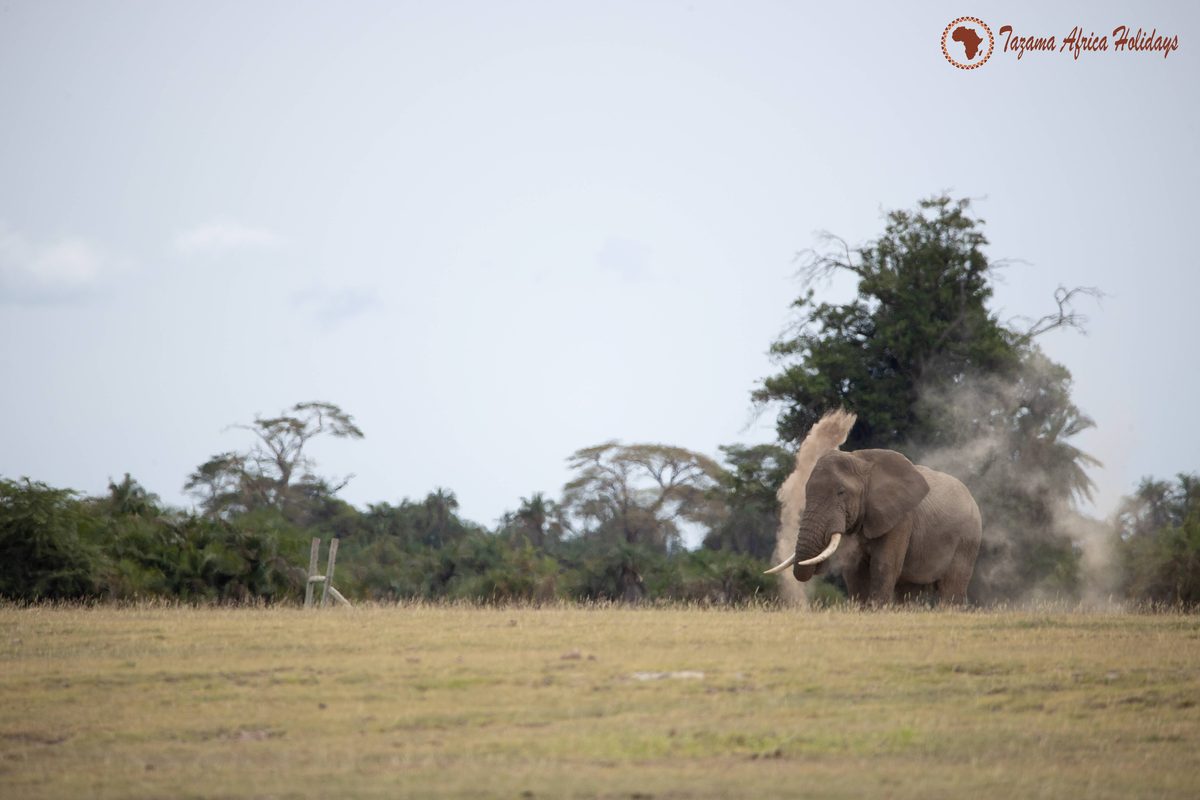 Tarangire National Park safari