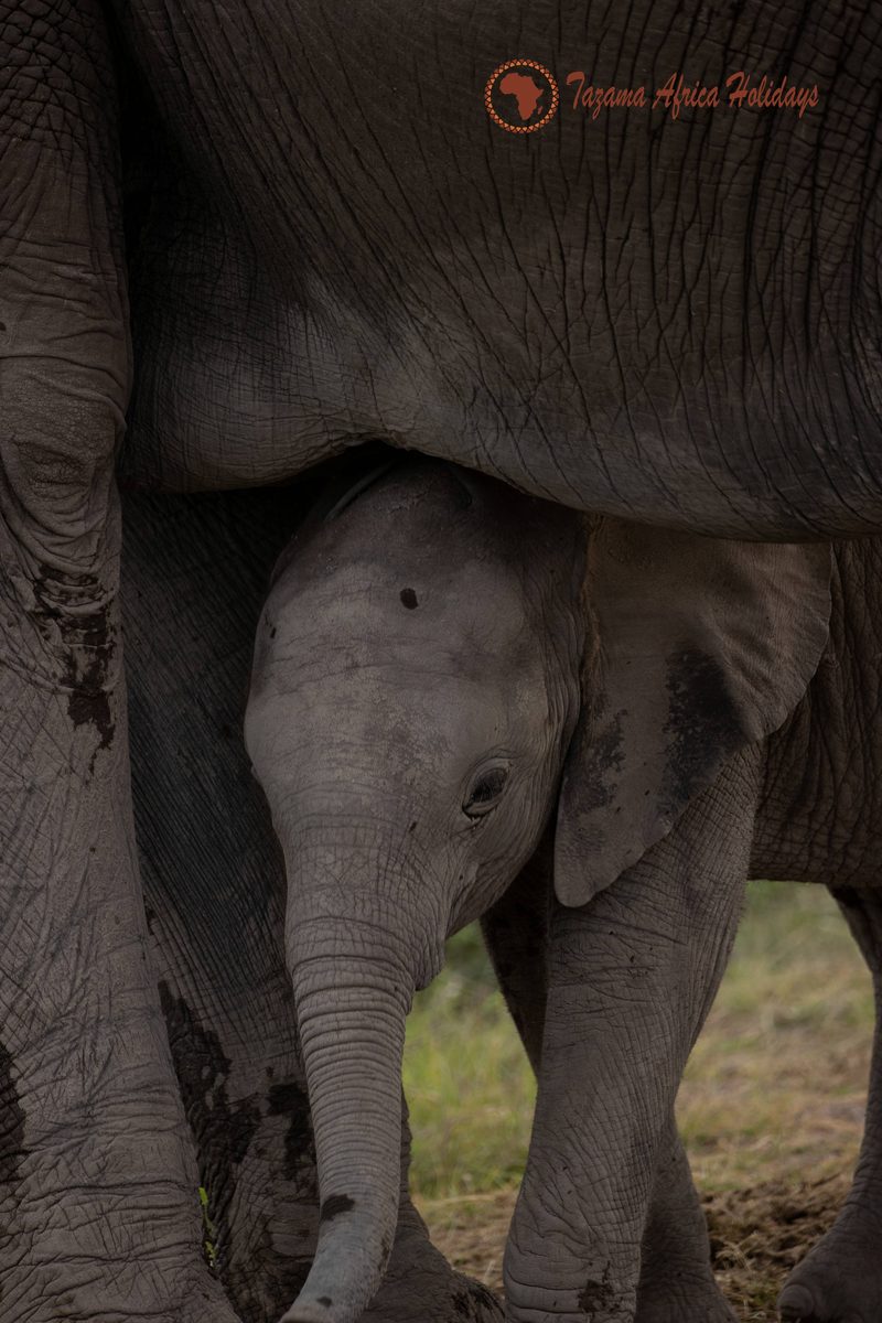 Safari Wildlife Kenya