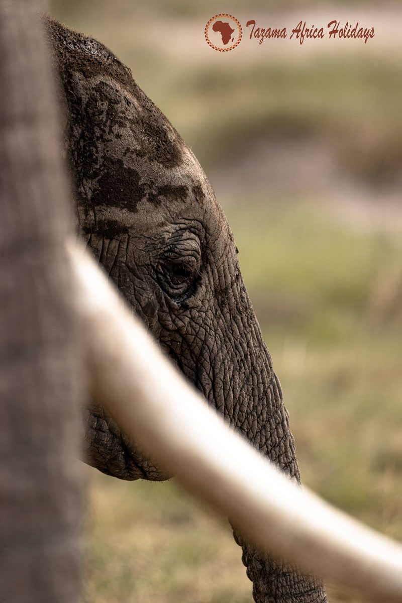 Safari Wildlife Tanzania