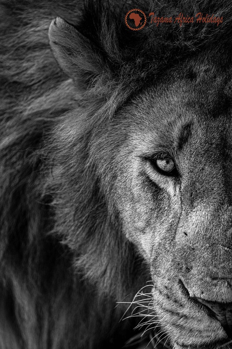 Safari Portrait