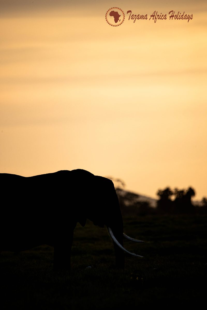 Safari Kenya Moment