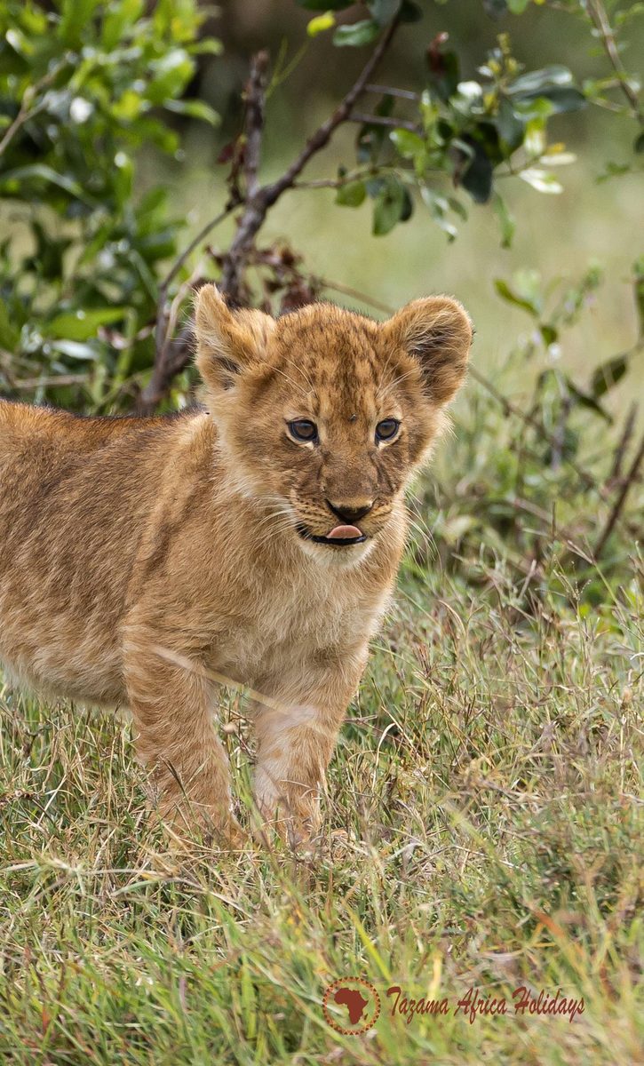 Safari Tanzania Scene