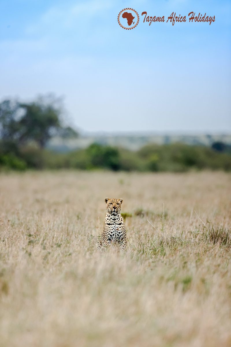 Safari Wildlife View