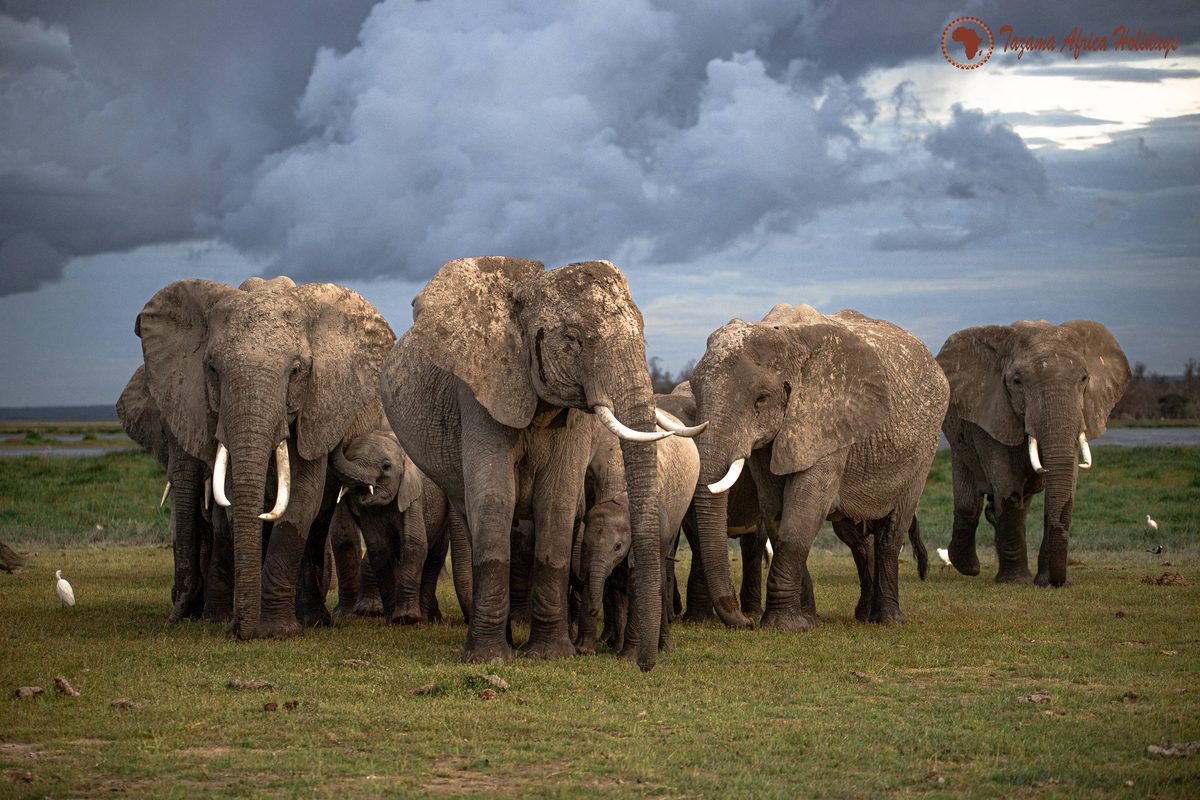 Aberdare National Park safari