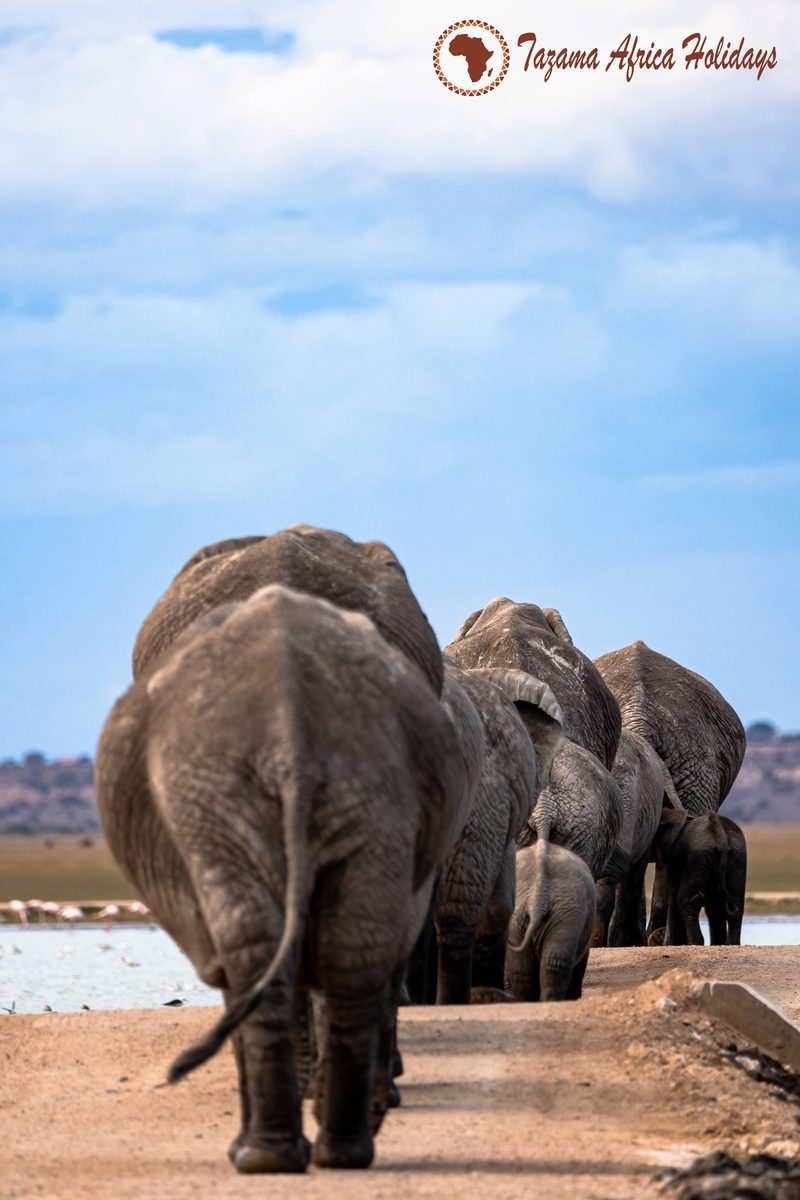3 Days Wildlife Encounter Safari-Fly-in Experience