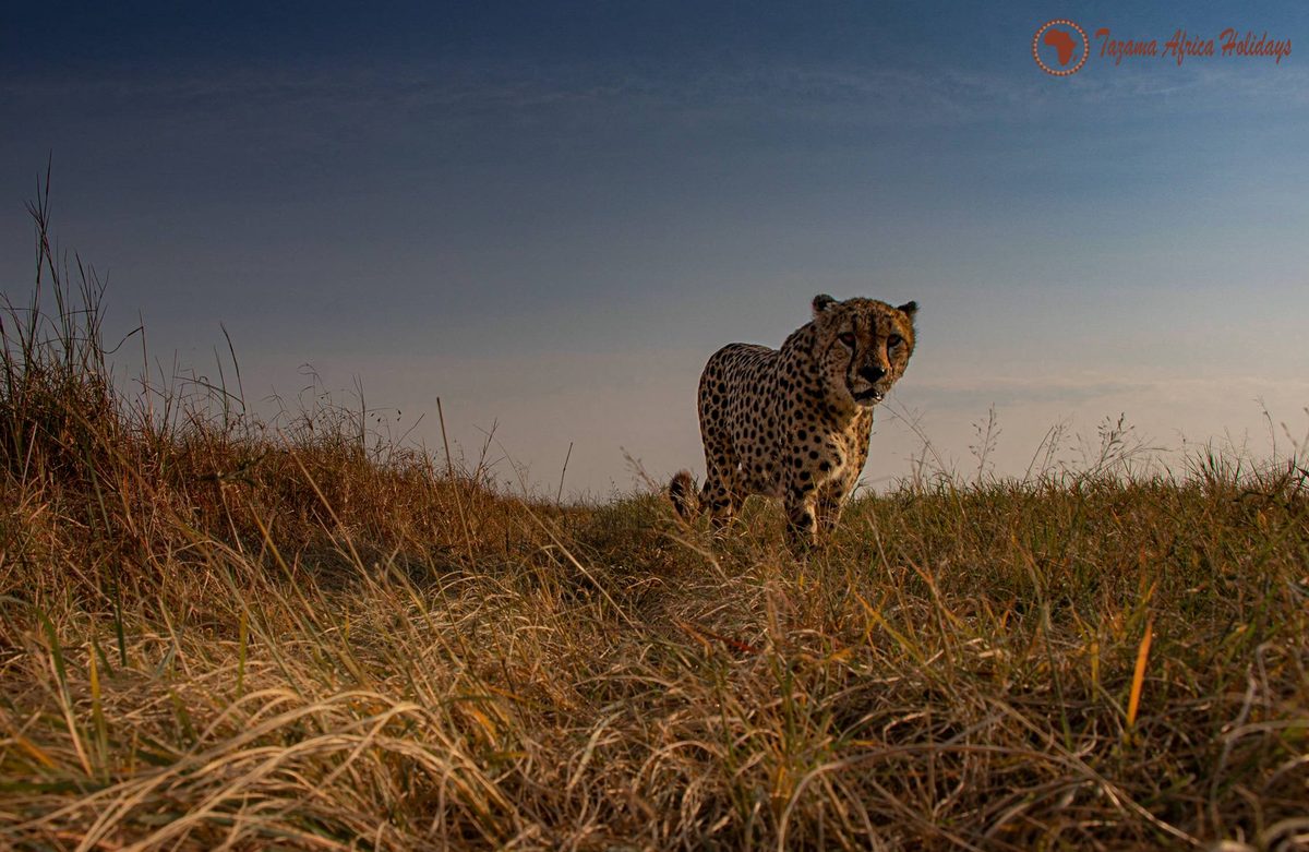 Tsavo West National Park safari