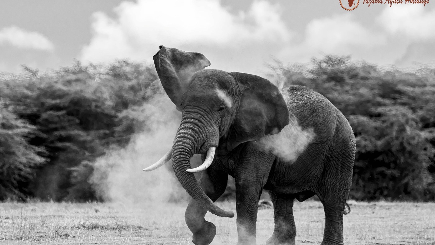 Kenya Safari Packages: Types, Costs & What's Included