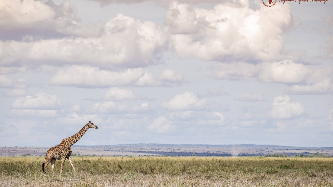 Tanzania Safari: Serengeti, Ngorongoro & Everything You Need to Know